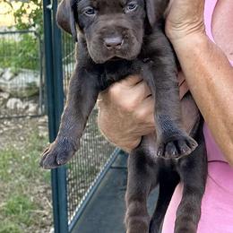 Dilute Retriever and Labrador Retriever Puppies from The Sugar & Spice Ranch Labrador Retrievers