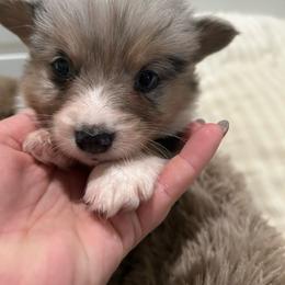 Barret - Blue merle and white male American Corgi puppy in Decatur, Texas from Bar S Corgis