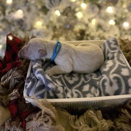 Teal Collar - Light golden male Golden Retriever puppy in Stedman, North Carolina from Wise-Taylor Goldens