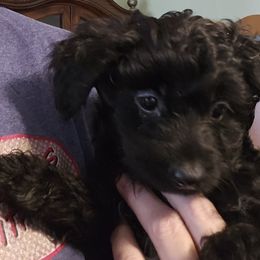 Aussiedoodle, Poodle, and Toy Australian Shepherd Puppies from Wild Farm Puppies