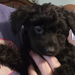 Aussiedoodle, Poodle, and Toy Australian Shepherd Puppies from Wild Farm Puppies