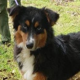 Australian Shepherds from Owl Creek Aussies