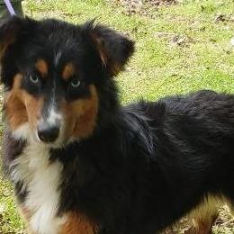 Australian Shepherds from Owl Creek Aussies
