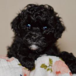 Macchiato - Black male Poodle puppy in Las Vegas, Nevada from Plush Toy Poodle Puppies & Pals