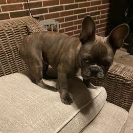 Boujee - French Bulldog