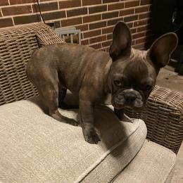 Boujee - French Bulldog