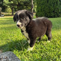Briggs - Black and white male Border Collie puppy in Chattanooga, Tennessee from Ross Vegas Kennels