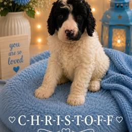 Christoff - Parti male Poodle puppy in Washington, Pennsylvania from Patriotic Poodles