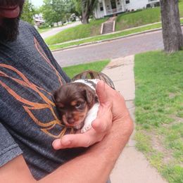 Dachshund Puppies from Lauren's Dachshunds