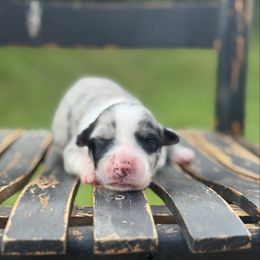 Shooter - Blue merle male Miniature Australian Shepherd puppy in Stuart, Virginia from Apple Tree Mini Aussies
