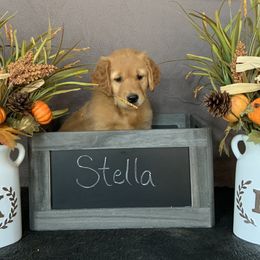 Golden Retriever Puppies from KP Golden Retrievers