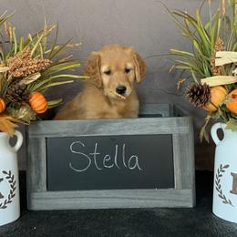 Golden Retriever Puppies from KP Golden Retrievers