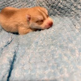 Boy 3 - Red and white male Siberian Husky puppy in Westfield, Vermont from Snowdancer Kennels, Reg