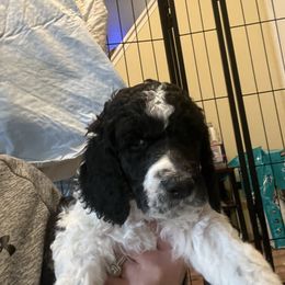 Both parents are service dogs Blue collar - Poodle puppy from Hernwood Heelers