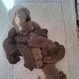 Black - Brown male Chesapeake Bay Retriever puppy in Michigan from Blackwood Chesapeakes