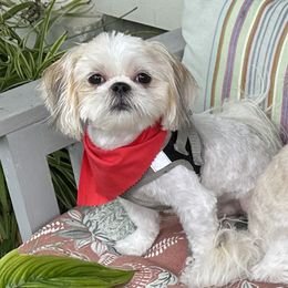 Shih Tzu Puppies from Prescious Shih Tzu’s