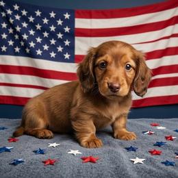 Woody - Red male Dachshund puppy in Plant City, Florida from Oakley's Dachshund Ranch