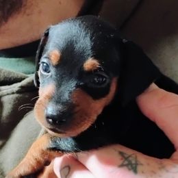 GAMORA - Black and rust female Miniature Pinscher puppy in Cincinnati, Ohio from ALL AMERICAN K9 LLC