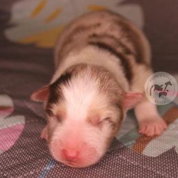 Boy 3 - Red merle male Australian Shepherd puppy in Colorado Springs, Colorado from Dawn 2 Dusk Ranch