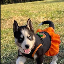Siberian Husky Puppies from Siberian Huskies-Beckham the Great
