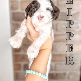 Zipper - Chocolate female Australian Labradoodle puppy in Decatur, Alabama from Southern Meadows Doodles
