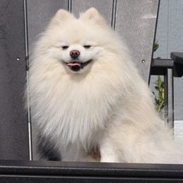 Chance - Pomeranian