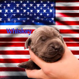 Whiskey - Charcoal female Dilute Retriever puppy in Sidney, Nebraska from Nebraska Strong Labradors