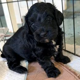 Makenna's  Black DoxiePoo Boy - Black male Dachshund puppy in Burkesville, Kentucky from Bline’s Awesome Aussies, Aussiedoodles & Doxies at the Bline Family Farm
