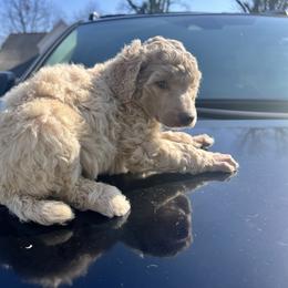Angel - Apricot female Poodle puppy in Atlanta, Georgia from Syren House Doodles & Poodles