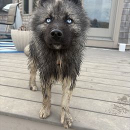 Summit - Siberian Husky