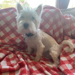 Maisie - West Highland White Terrier