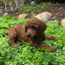 Autumn - Red  female Poodle puppy in Fort Salonga, New York from Blues Performance Poodles