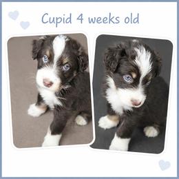 Cupid - Red tri-color male Australian Shepherd puppy in Lakeland, Florida from Aussies of Hope LLC
