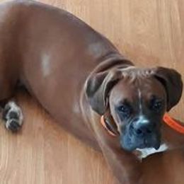 Boxers from RCT Boxers