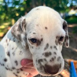 Sage(LUA) - White and liver brown male Dalmatian puppy in Wilson, North Carolina from New Horizonz Dalmatians