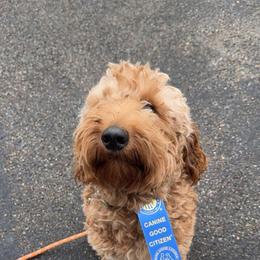 Porter - male Labradoodle puppy in Mckenzie, Tennessee from Small Town Doodles & Poodles