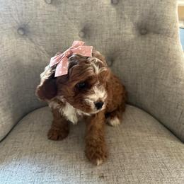 Jessica - Red female Cavapoo puppy in Mint Hill, North Carolina from DoodleForever