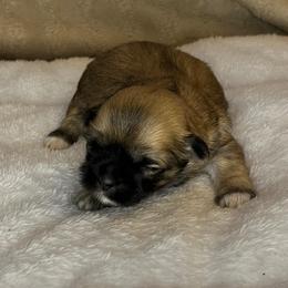 Callie - Brindle female Shih Tzu puppy in Reading, Michigan from You Little Shih-tzu’s 😊