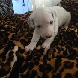 Elsa - White and black female Dalmatian puppy in Killeen, Texas from America's Dalmatian Friends