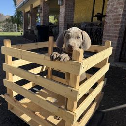 Weimaraner Puppies from Kennedy Weimaraners
