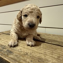 Jonny - Cream male Goldendoodle puppy in Heath, Texas from Doodles Divine