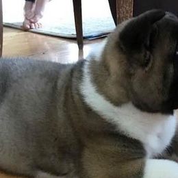 Akita from Koyo Akitas