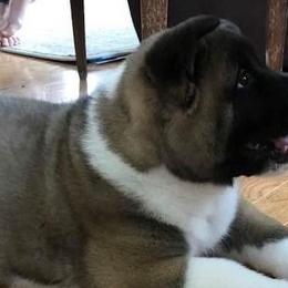 Akita from Koyo Akitas