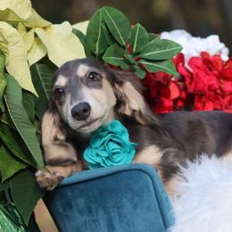 Navy - Dachshund