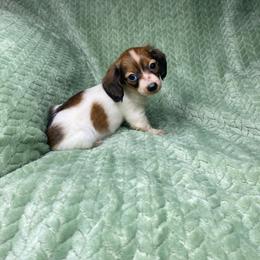 Coco - Chocolate and tan female Dachshund puppy in Richmond, Virginia from Paw Prints