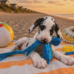 Moxie - Harlequin female Great Dane puppy in Brooksville, Florida from Follow My Lead Great Danes