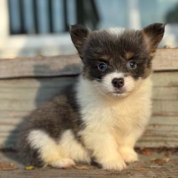 Bentley (fluffy) - Blue male Pembroke Welsh Corgi puppy in East Oakdale, California from Rhettro Kennels