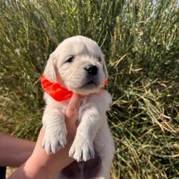 Orange boy - Light golden male Golden Retriever puppy in Pahrump, Nevada from Southern Nevada Goldens