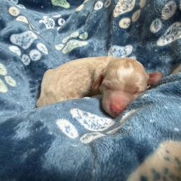 Macadamia - Yellow and white female Bernedoodle puppy in Kensington, Ohio from Hickory Hideaway Doodles