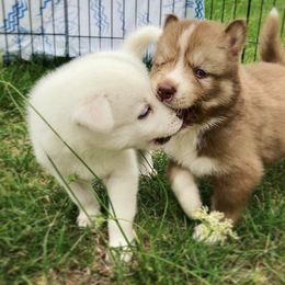 Poodle and Siberian Husky Puppies from White Water Dogs
